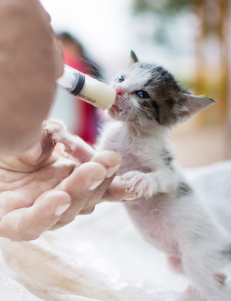 Feeding Newborn Kitten