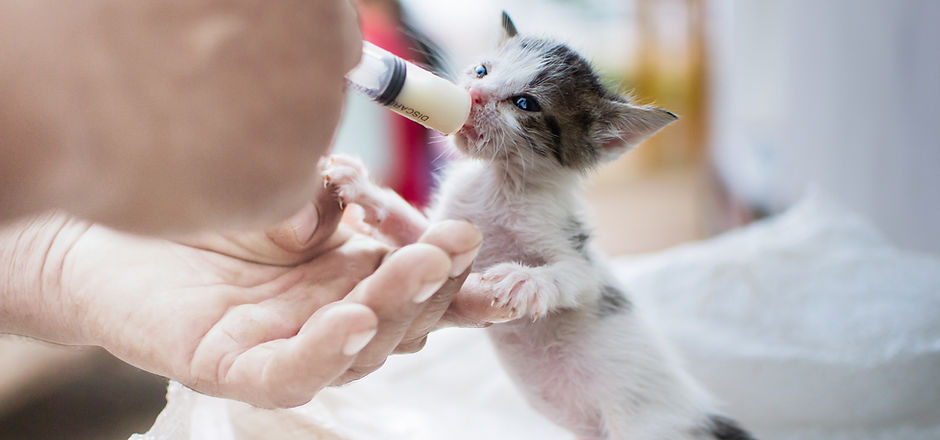 Feeding Newborn Kitten