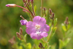 Montfort - Epilobe velu - juillet 2009