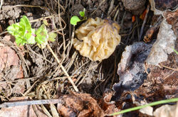 Montfort - Morille blonde - avril 2012