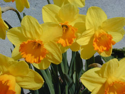 Montfort - Jonquilles - mars 2000