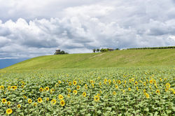 France - Archamps - Vignes de Landecy - juillet 2021