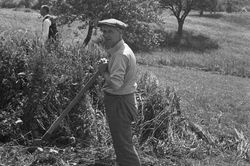 Alphonse au débrousaillage devant la maison - juillet 1934