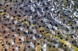 Montfort - Œufs de grenouilles - mars 2012