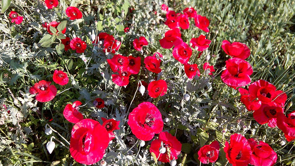 Papaver Turkish Tulip