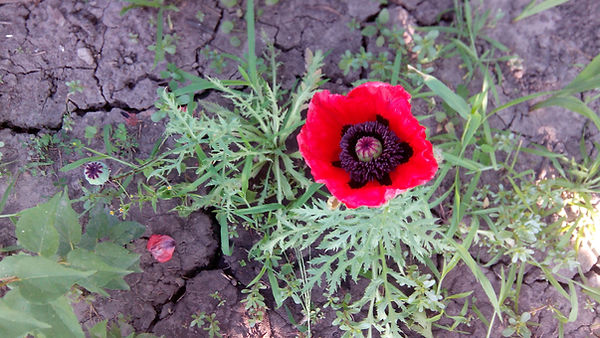hybrid F1 Papaver orientale L and Ppaver Setigerum