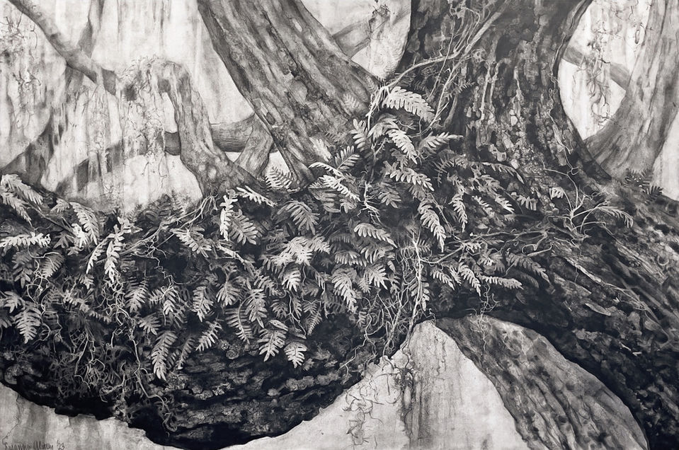 Live oak with resurrection ferns