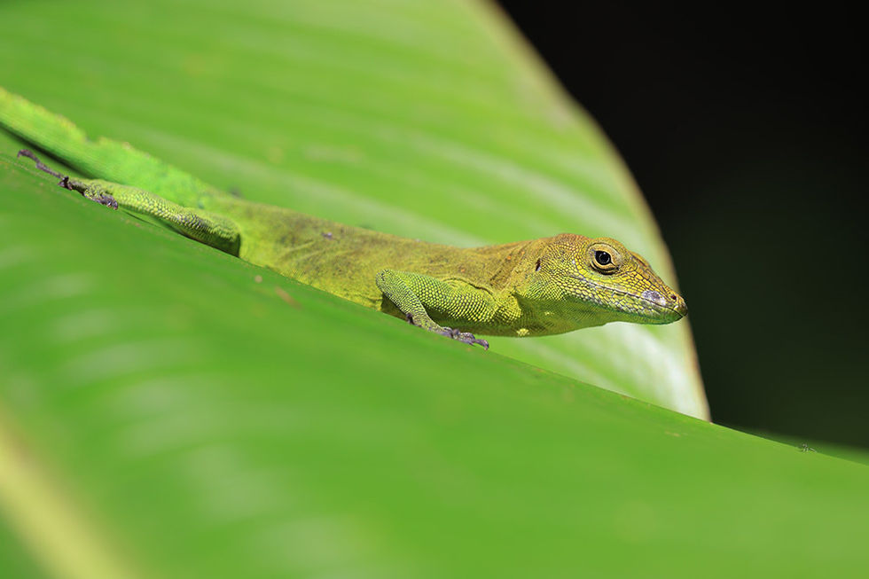 Anole 2