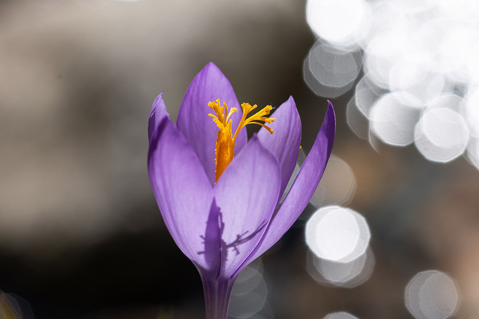 Crocus d'automne