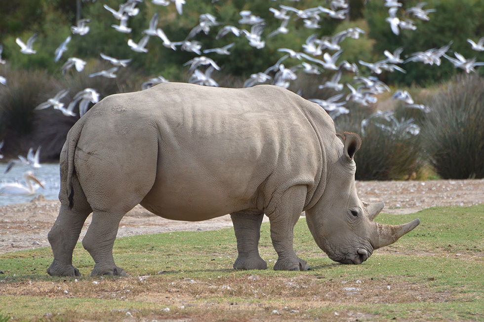 White rhinoceros