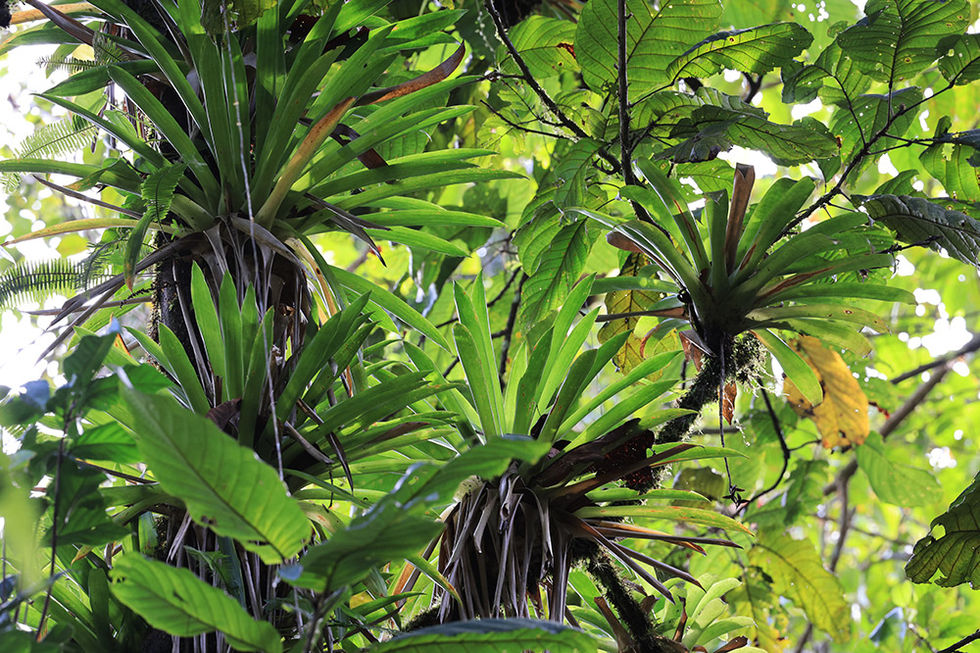 Asplènes nids-d'oiseau