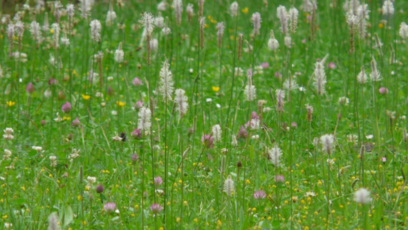 Rasen | meinewebsite-2