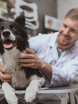 Pet Insurance: Worth it, or a Waste?
