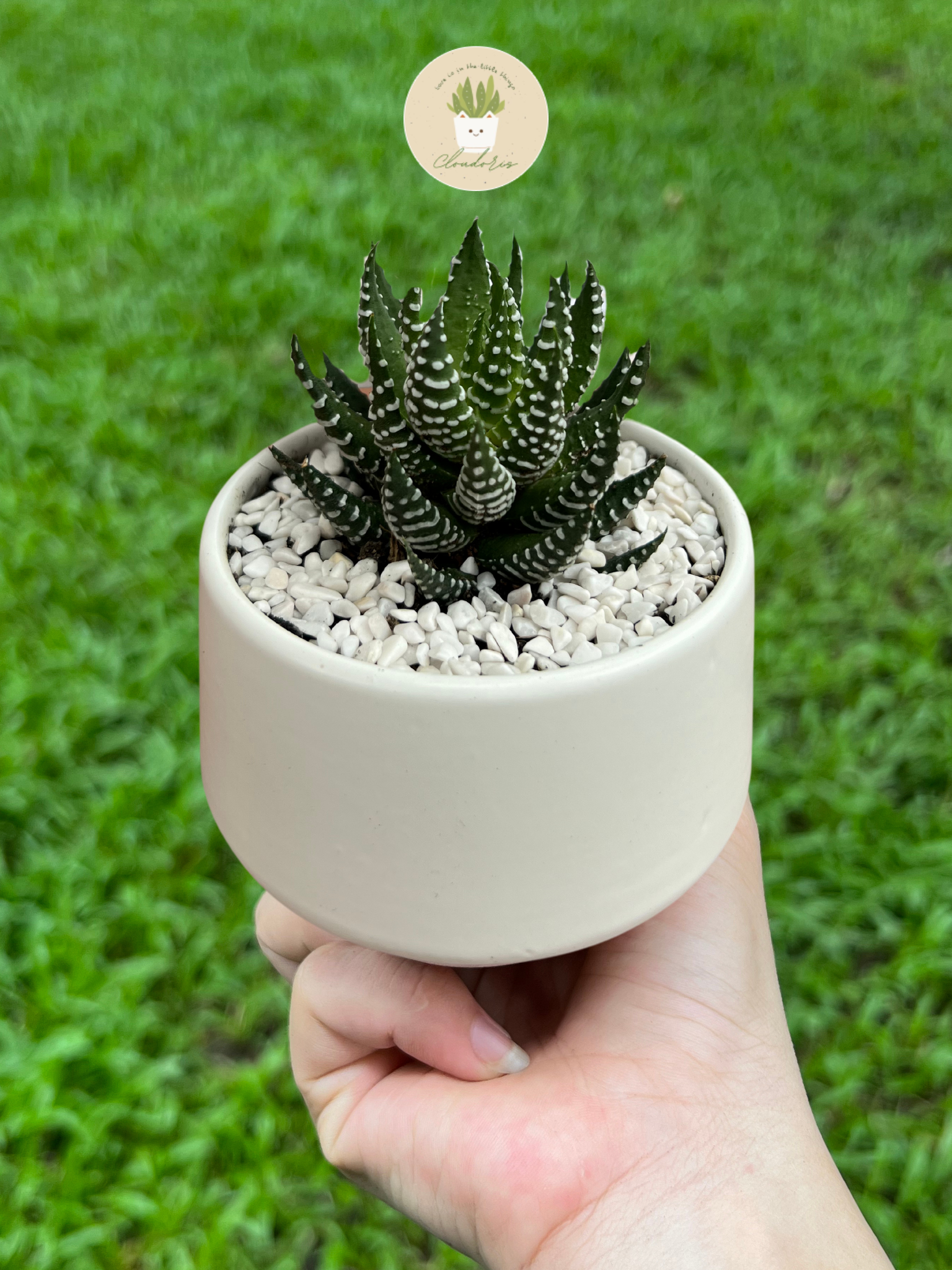 Xương rồng Móng rồng