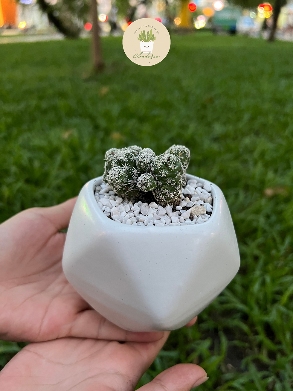 Thumbnail: Xương rồng trứng chim