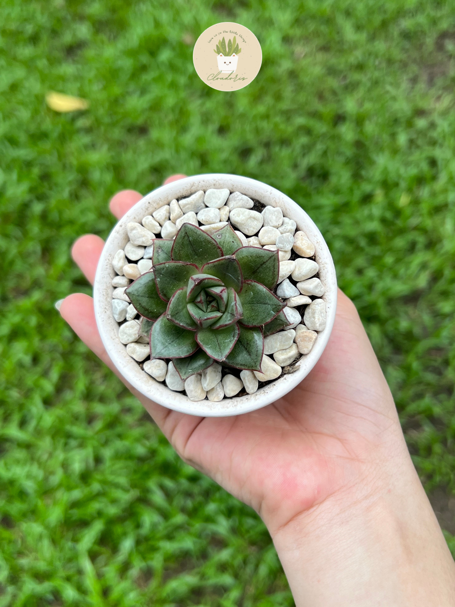 Sen đá Bông hồng đen