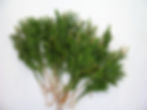 Princess Pine leaves