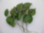 Gaylax leaves