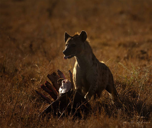 fotoexpedice keňa hyena