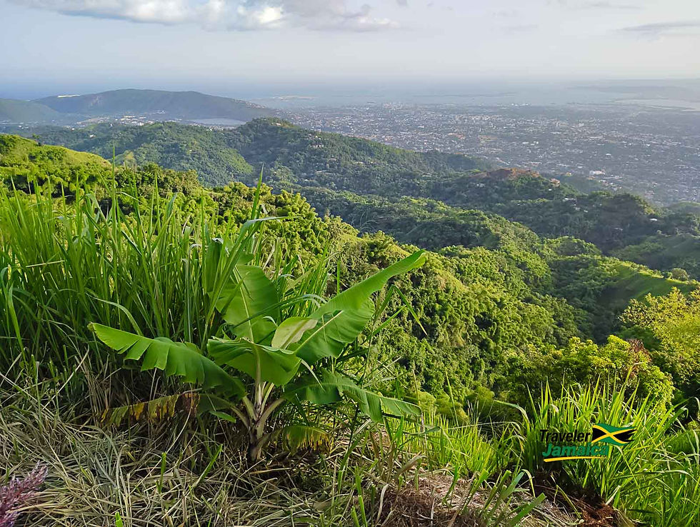 A banana tree thrives on a lush hillside, overlooking the expansive view of Kingston shrouded in Sahara dust.