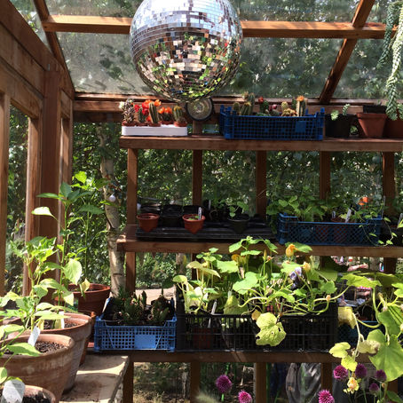 The Art of Disco Gardening: Merging Gay Club Culture with Green Thumbs