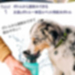サムネイル： AUTO DOG MUG ペット 用 水筒 オートドッグマグ