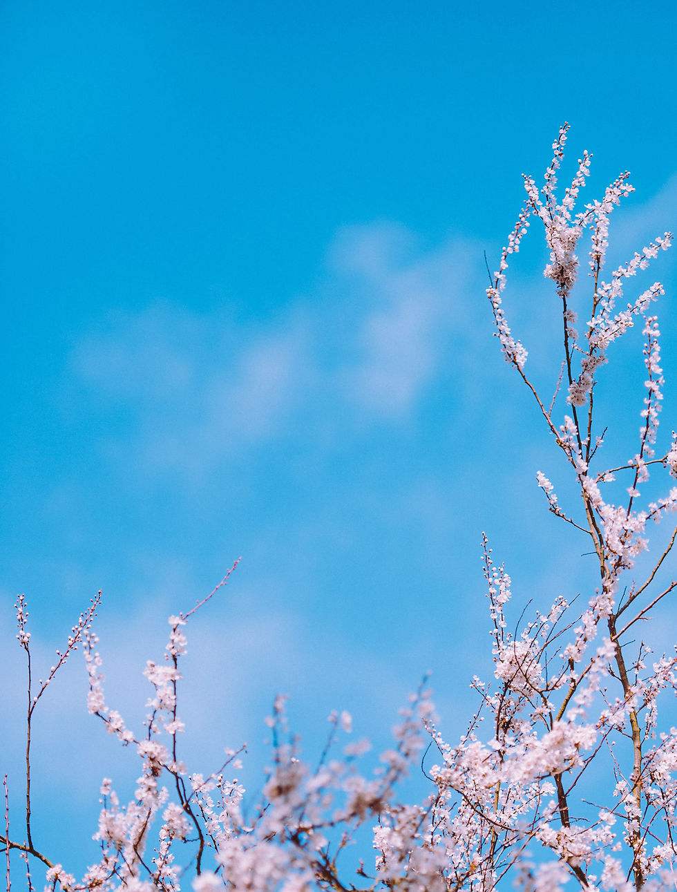 Image was taken from Unsplash
