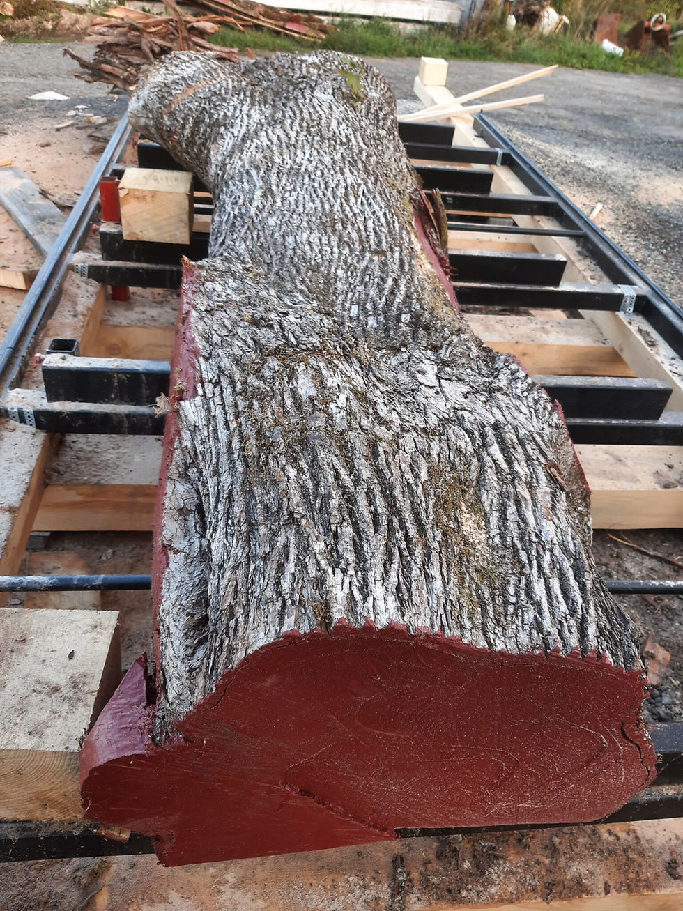 Miniatyrbilde: Lønn 2 - 55x500x2500 - Planke 1