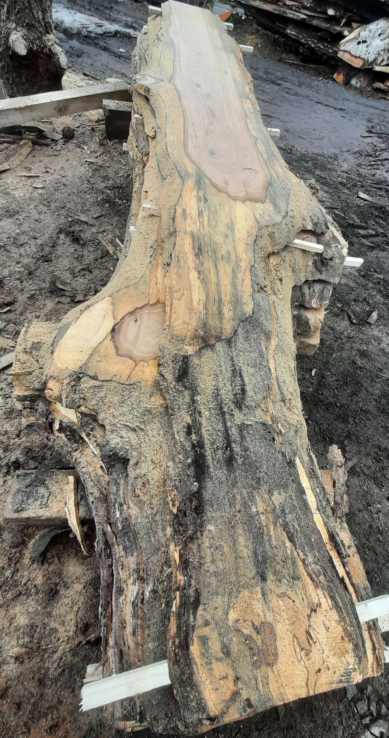 Eik 5 Planke 1 = 32x300-370x4250