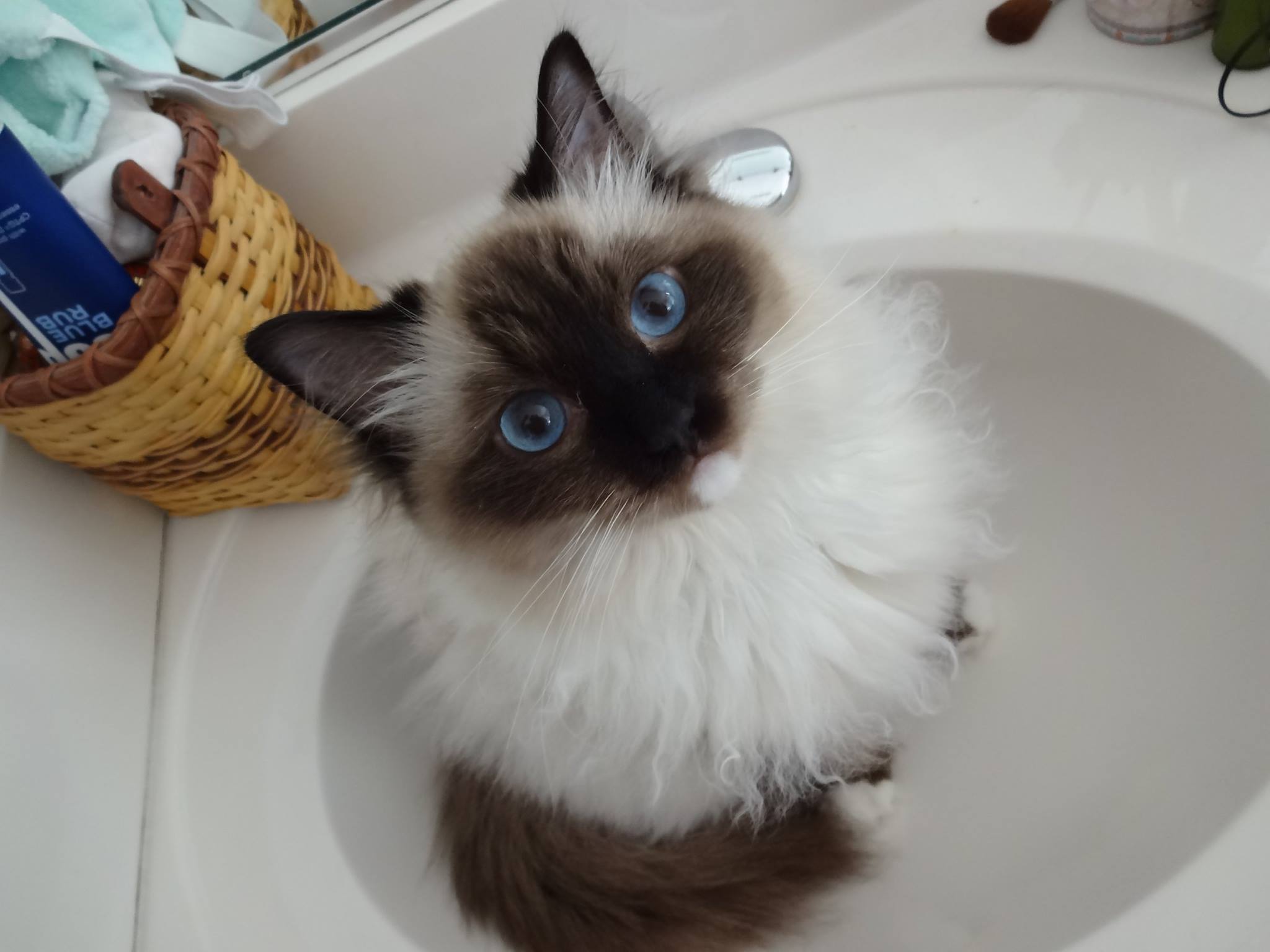 Phoebe