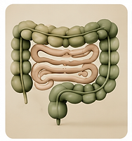 Club digestif microbiote, digestion, alimentation, hormone.PNG