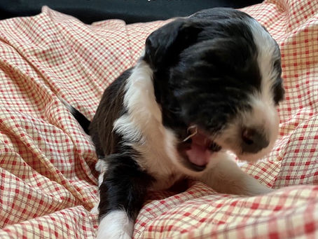Rochester Family's, Bordoodle Puppy