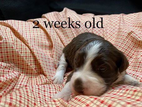 Available 2 week old, Bordoodle Puppies