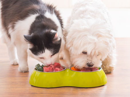 Clinical Trials: The Effects Of Store Pet Food versus Raw Food Diet