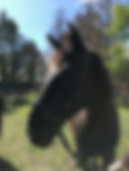 IMG_6426.jpeg