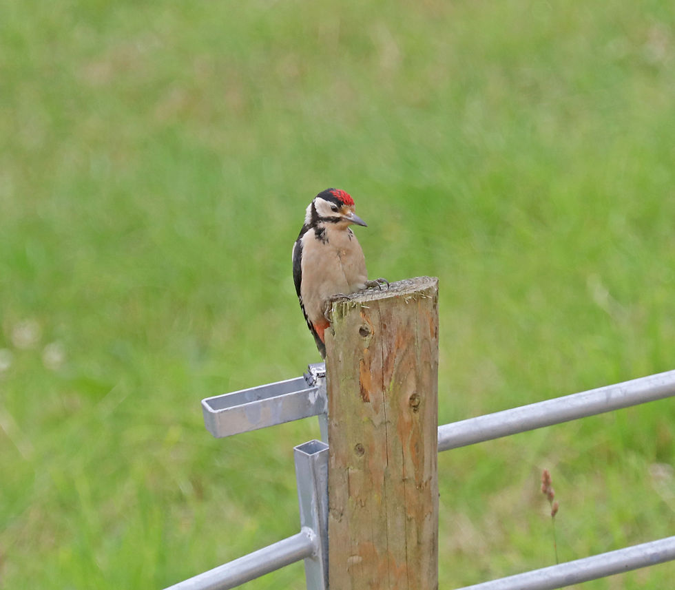Juvenile Woodpecker