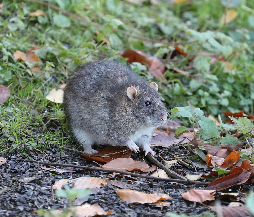 Rat