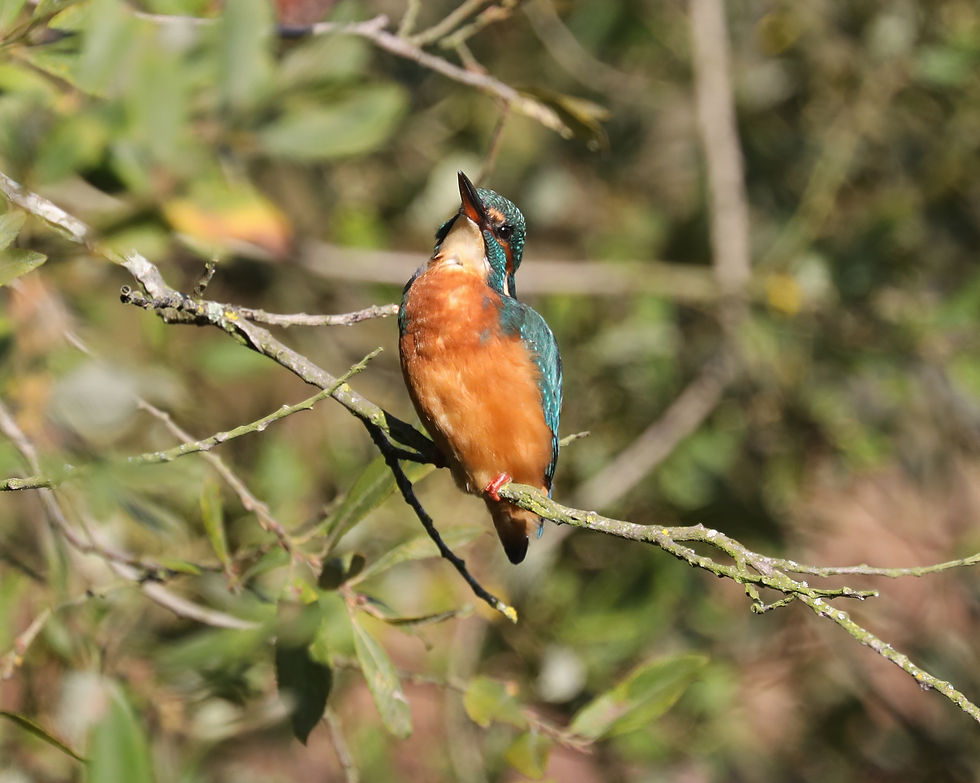Kingfisher