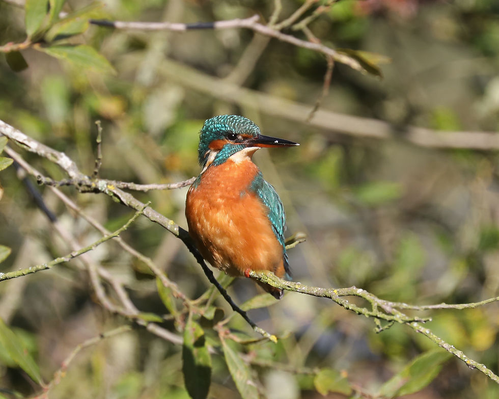 Kingfisher