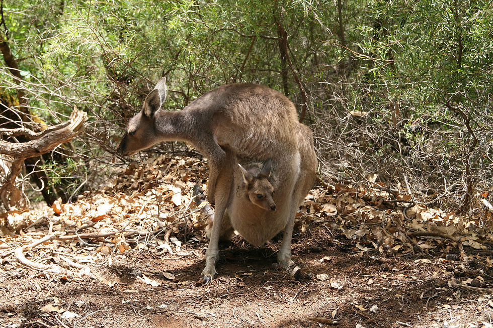 Kangaroo with Joey