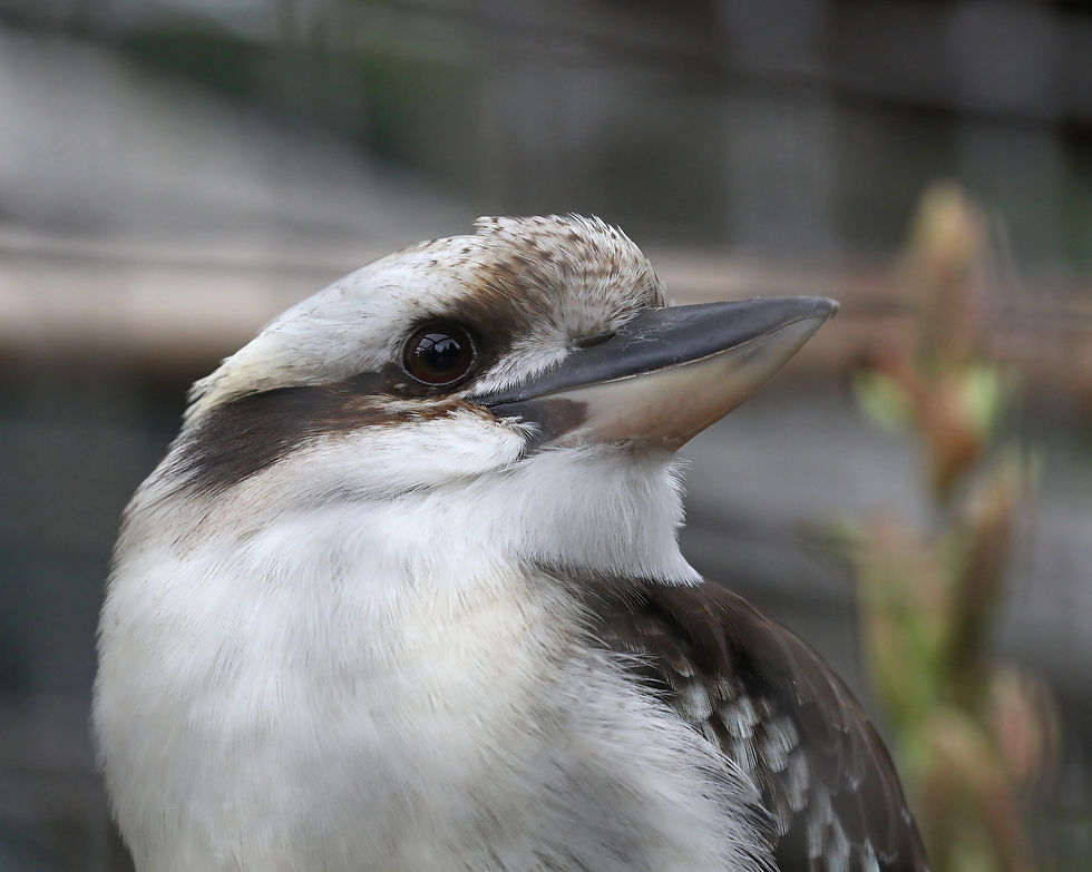 Kookaburra