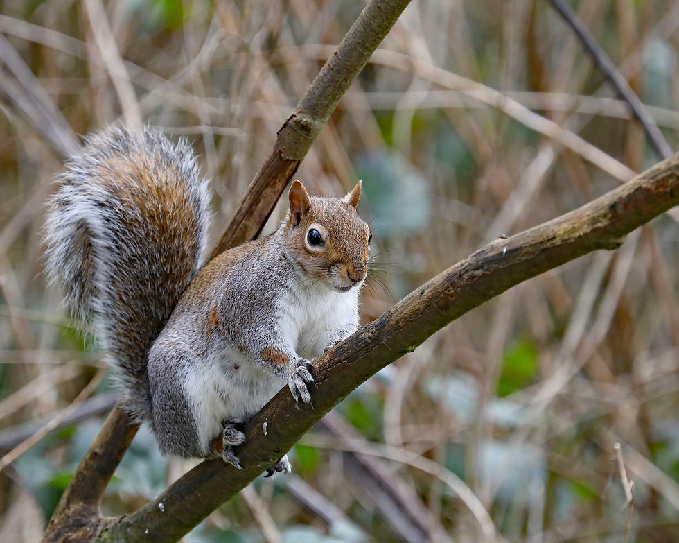 Squirrel