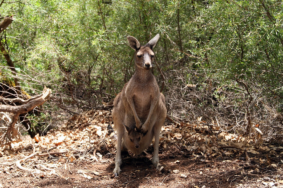 Kangaroo with Joey