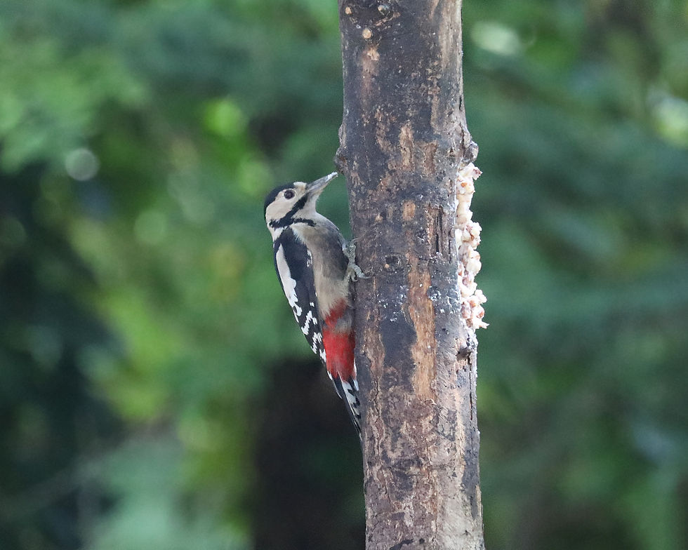 Woodpecker
