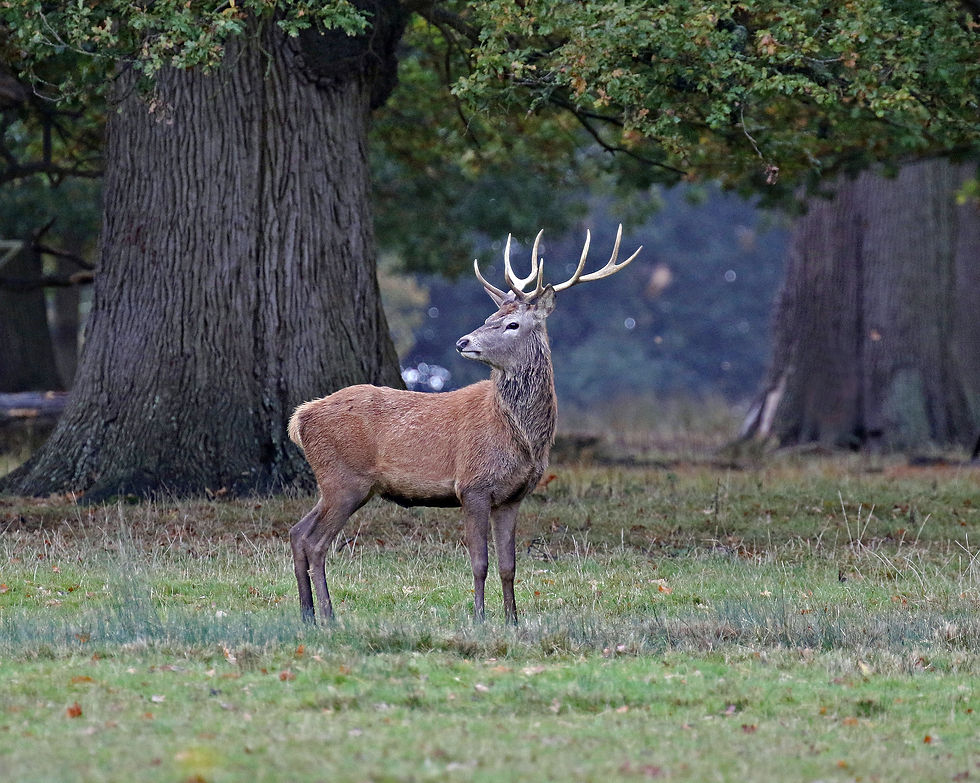Deer