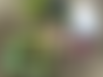 レタスを植えました。