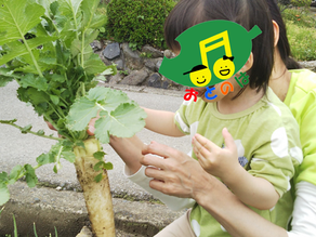 大根を収穫しました~