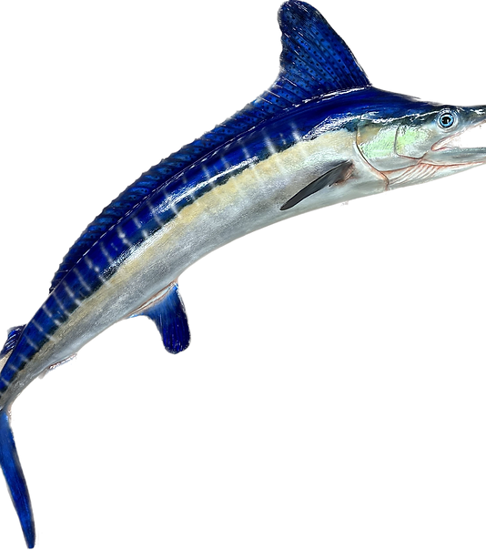 BEST marlin replicas.png