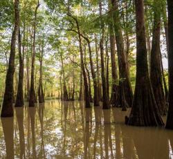 Unprecedented Gift Preserves 8,000 Acres of ‘The Land Between the Rivers’ in Alabama: ‘America’s Ama
