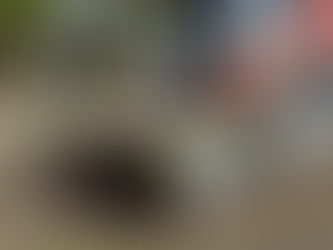 Triturador Florestal para Minicarregadeiras